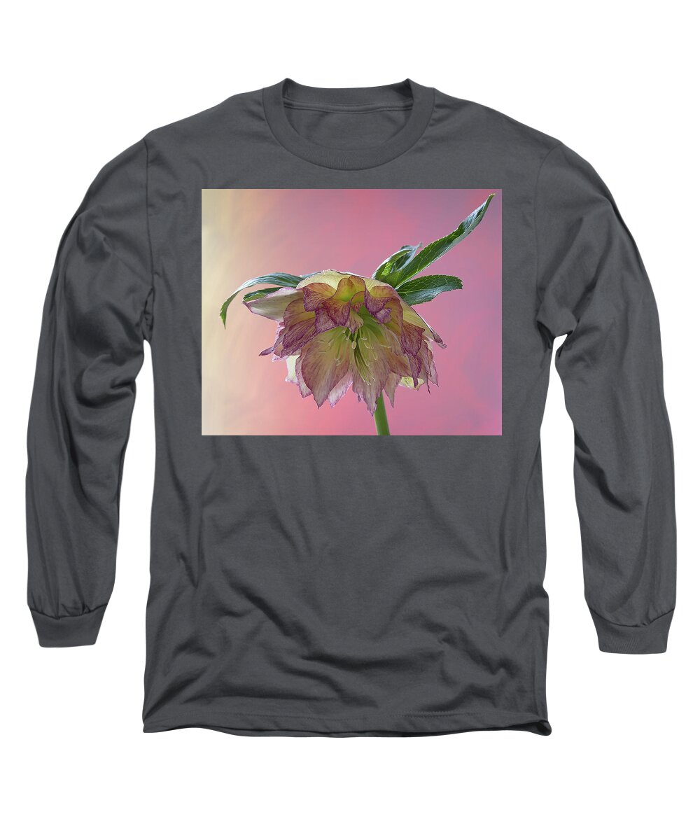 Floral Long Sleeve T-Shirt featuring the photograph Hellebores 2 by Shirley Mitchell