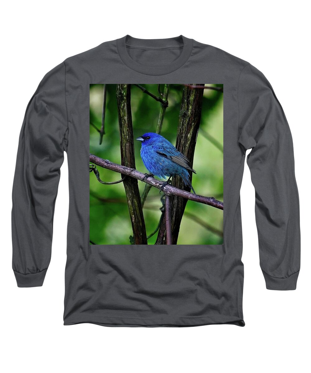 Songbird Long Sleeve T-Shirt featuring the photograph Indigo Bunting by Ronald Lutz