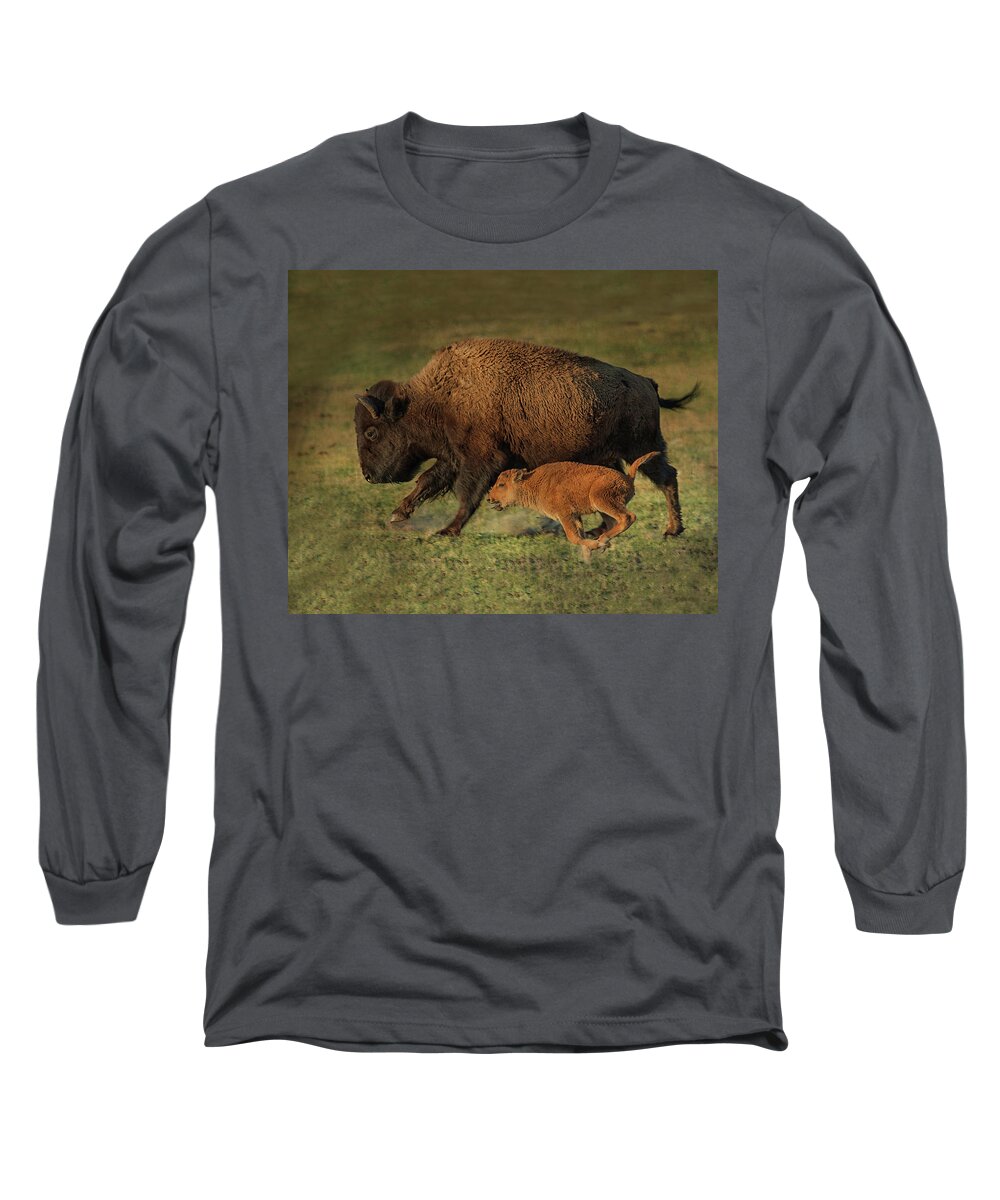 Bison Long Sleeve T-Shirt featuring the photograph Learning to Run by CR Courson