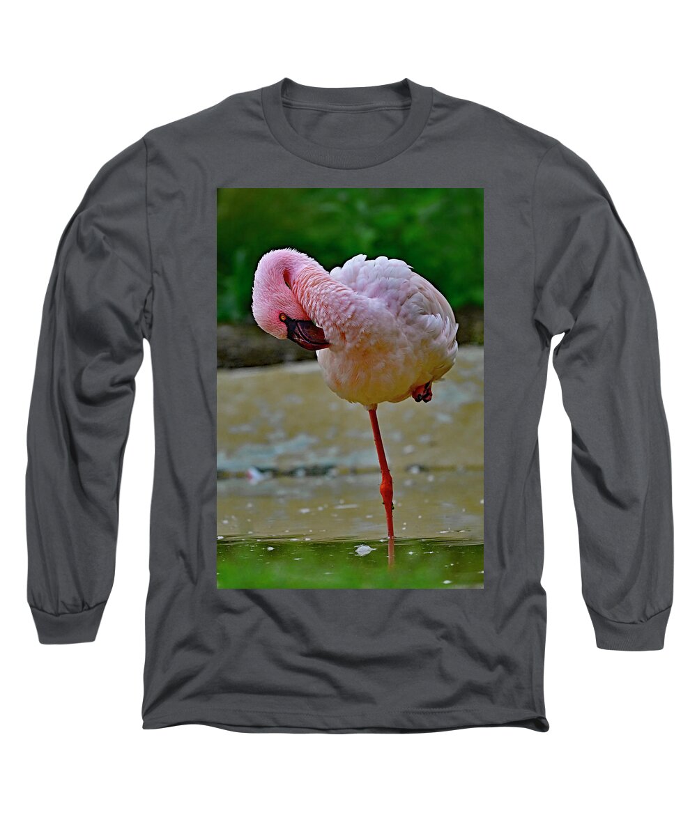 Phoeniconaias Minor Long Sleeve T-Shirt featuring the photograph Lesser Flamingo - Phoeniconaias minor by Amazing Action Photo Video