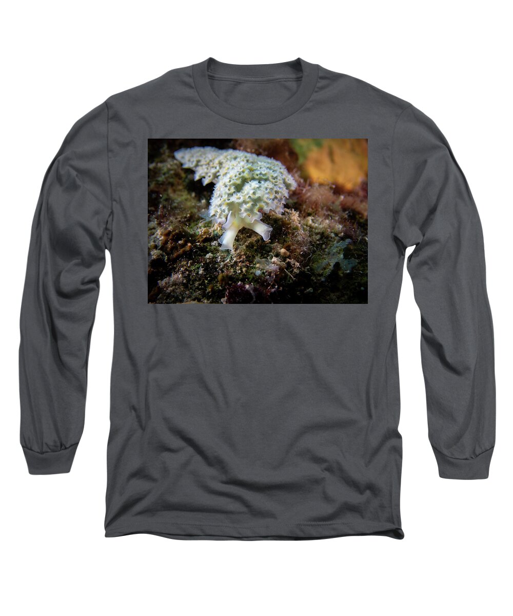 Lettuce Long Sleeve T-Shirt featuring the photograph Lettuce leaf sea slug by Brian Weber