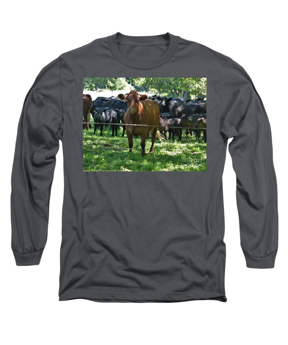 Cows Long Sleeve T-Shirt featuring the photograph My Next Door Neighbor by Rosanne Licciardi