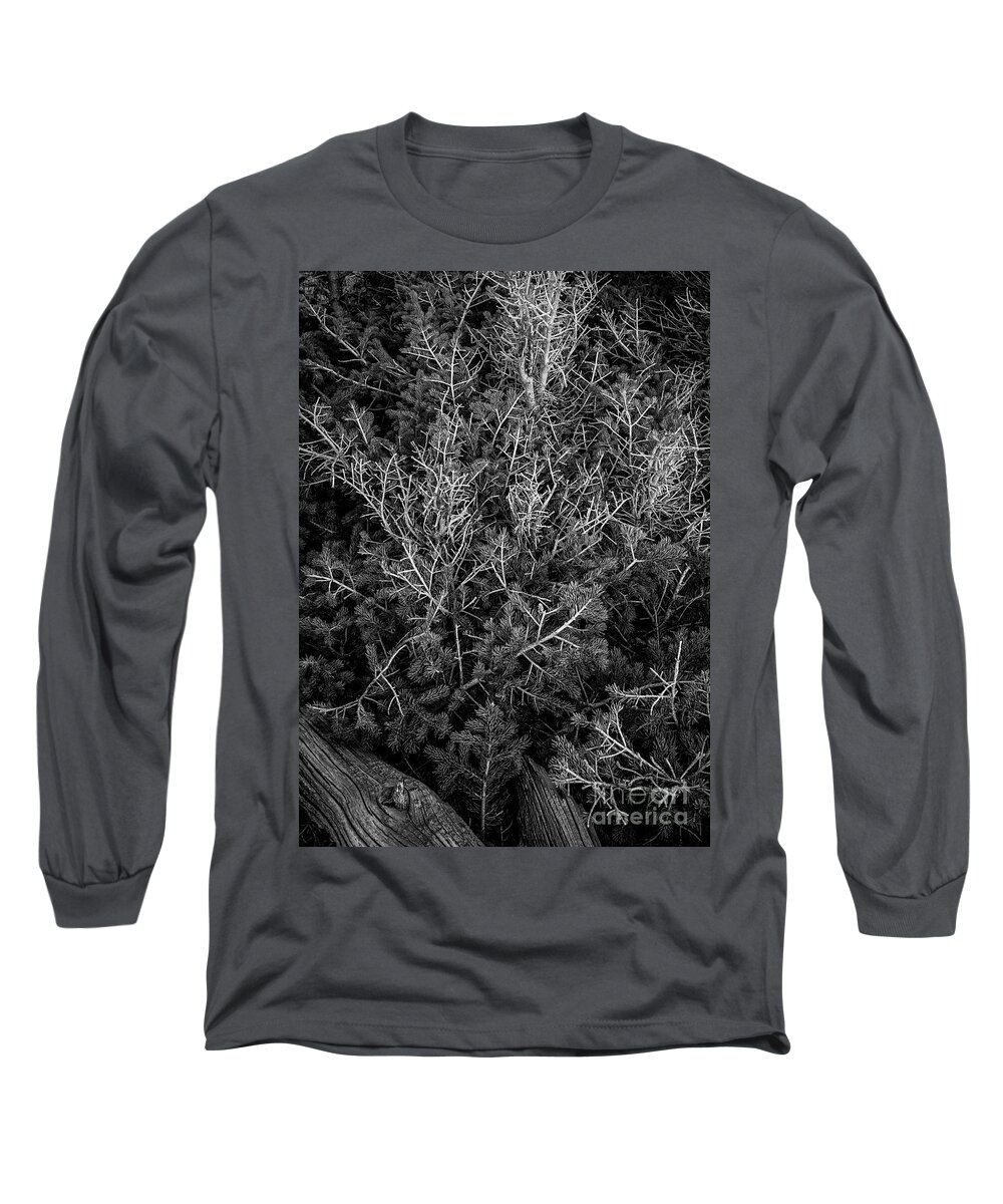 Ancient Sentinels Long Sleeve T-Shirt featuring the photograph New Generation by Maresa Pryor-Luzier