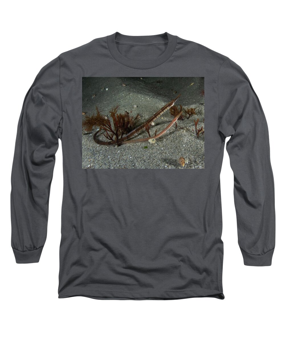 Pipefish Long Sleeve T-Shirt featuring the photograph Pair of northern pipefish by Brian Weber