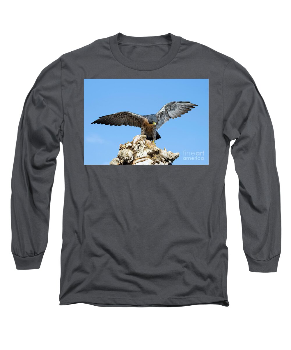 Falcon Long Sleeve T-Shirt featuring the photograph Peregrine Falcon #5 by Shirley Dutchkowski
