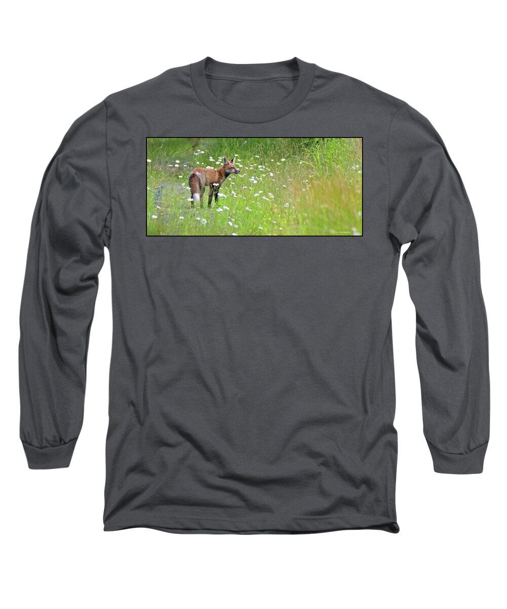 Red Fox Long Sleeve T-Shirt featuring the photograph Red Fox in a Meadow with Daisies by A Macarthur Gurmankin