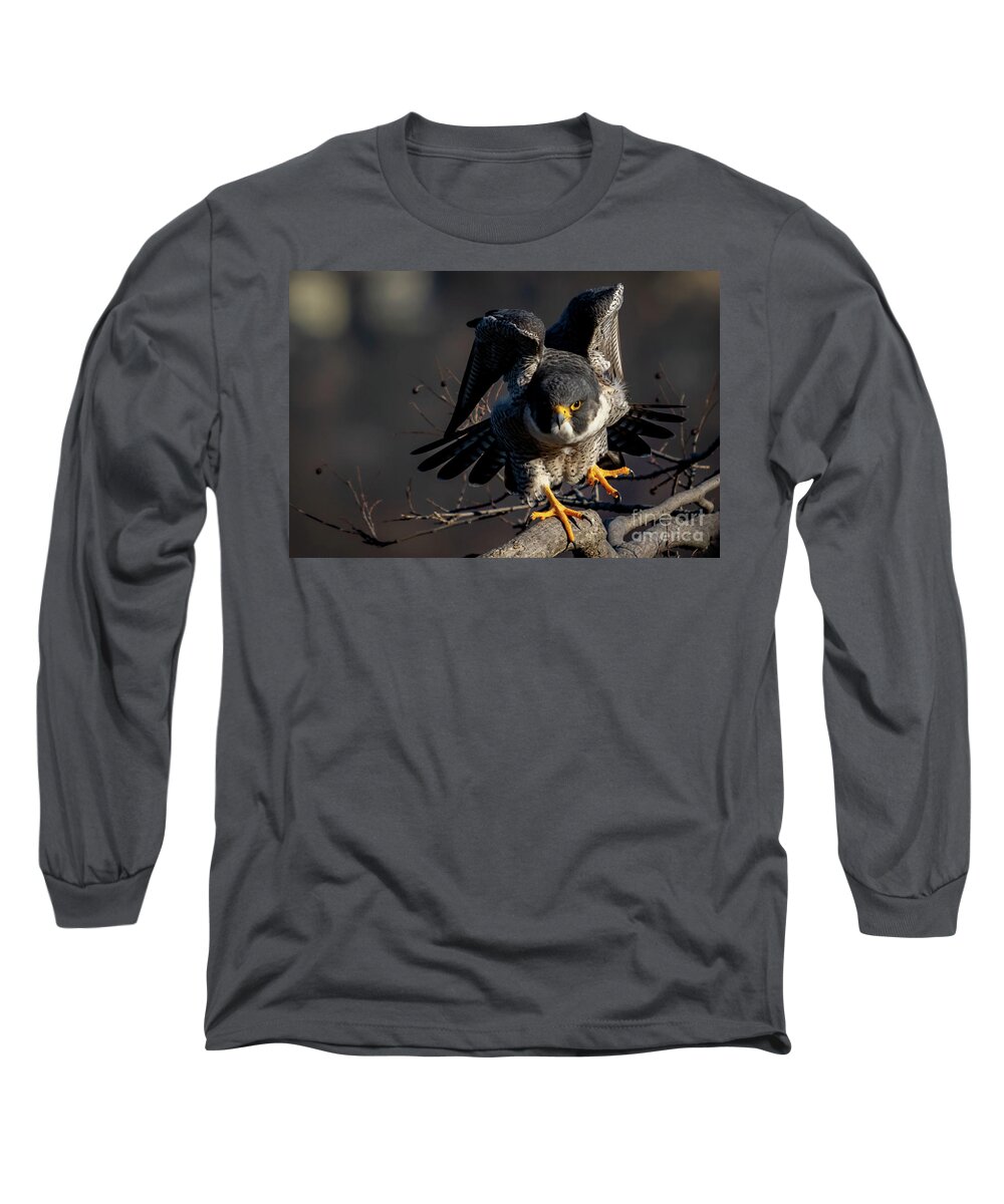 Falcon Long Sleeve T-Shirt featuring the photograph Rise Up by Alyssa Tumale