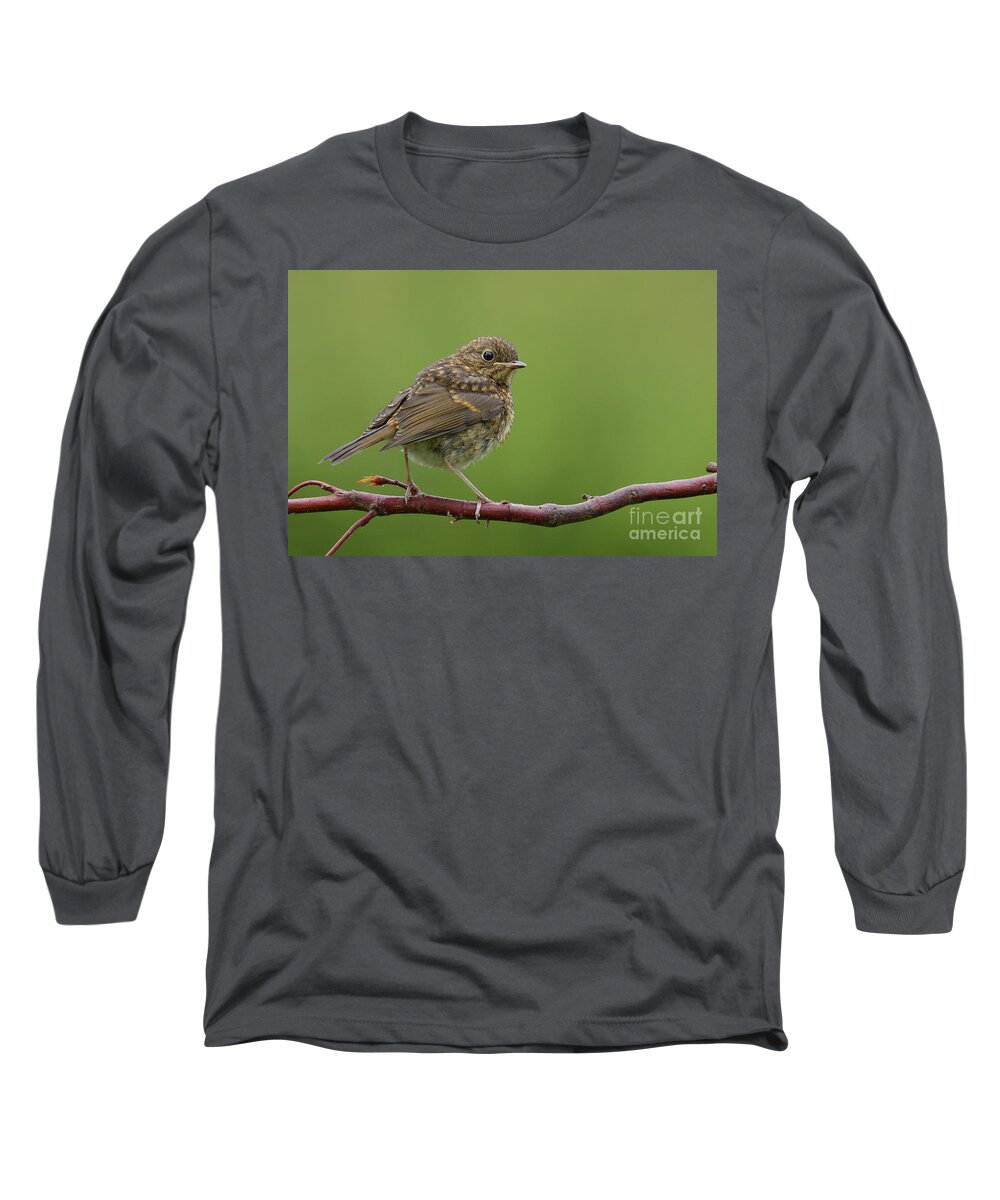 Robin Bird Nature Bird's Fledgling Brown Green Photography Prints Wall-art Long Sleeve T-Shirt featuring the photograph Robin fledgling by Peter Skelton