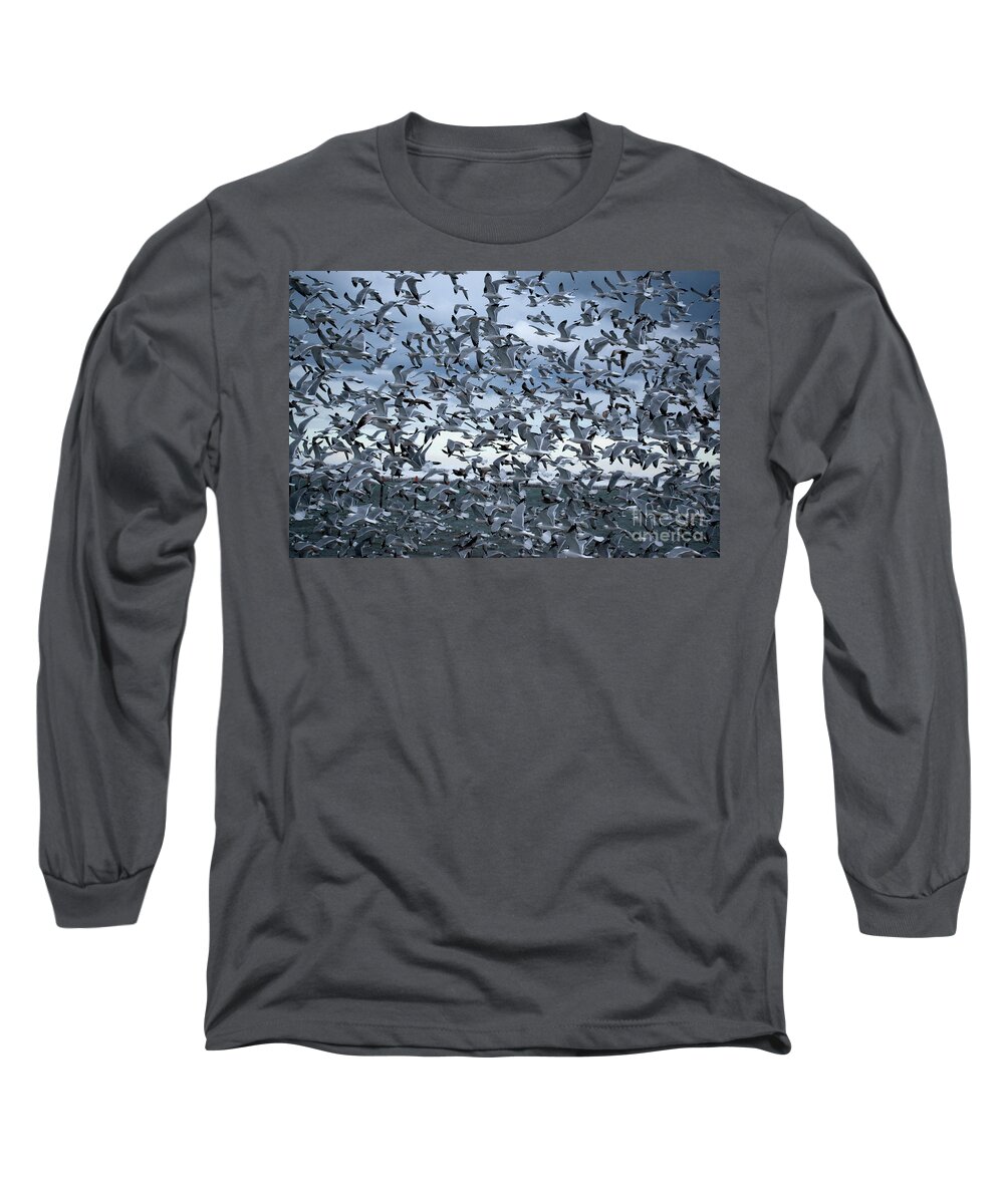 Winter Long Sleeve T-Shirt featuring the photograph Seagull's Everywhere by Bailey Maier