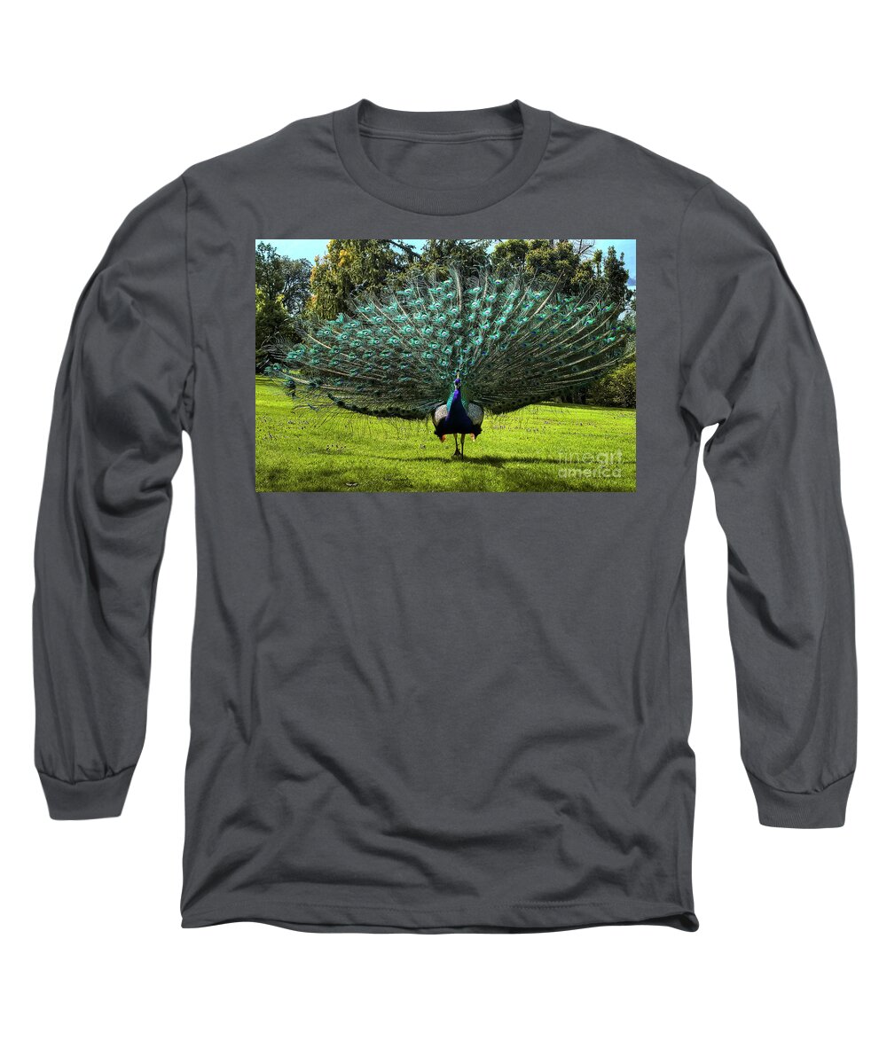Peacock Long Sleeve T-Shirt featuring the photograph Showing Off by Paolo Signorini