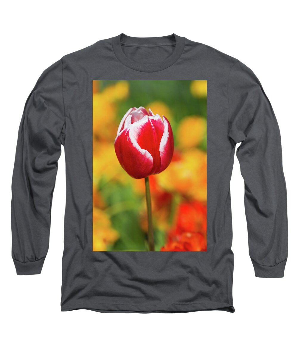 Europe Long Sleeve T-Shirt featuring the photograph Tulip by Jim Miller