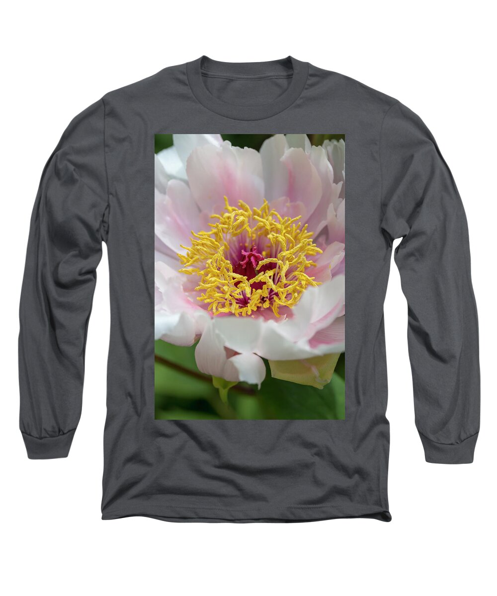 Flower Long Sleeve T-Shirt featuring the photograph White-and-Pink Tree Peony by Dawn Cavalieri