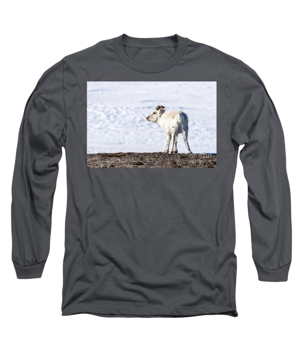 Svalbard Long Sleeve T-Shirt featuring the photograph Young reindeer stands in the snowy landscape of Svalbard by Jane Rix
