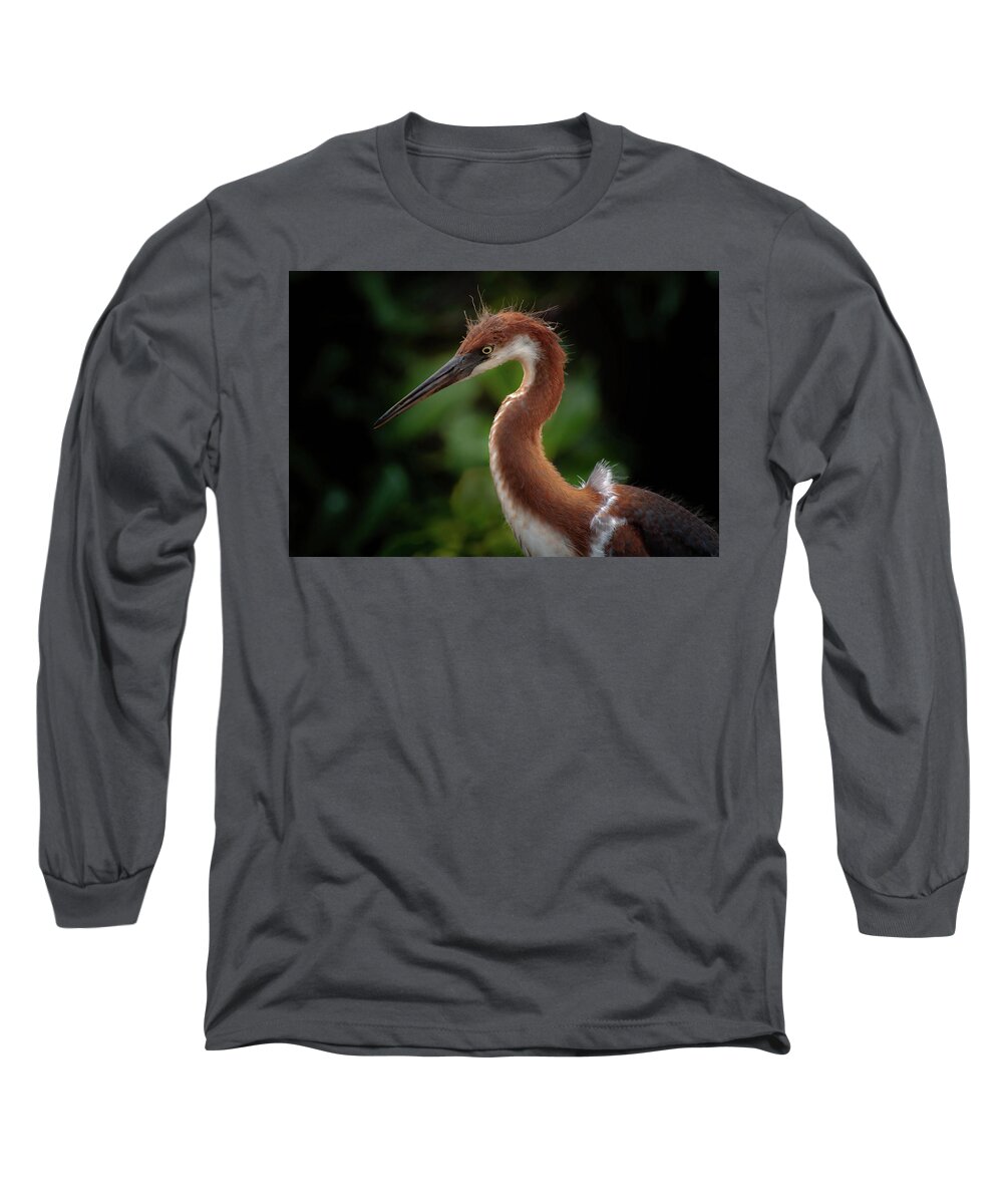 Juvenile Tri Colored Heron Long Sleeve T-Shirt featuring the photograph Young Tri Colored Heron by Rebecca Herranen