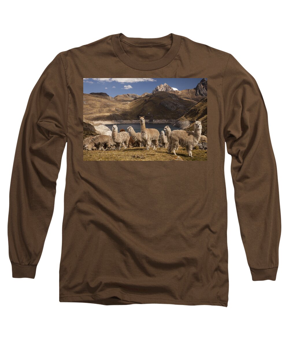 Feb0514 Long Sleeve T-Shirt featuring the photograph Alpacas Above Laguna Viconga Andes Peru by Colin Monteath