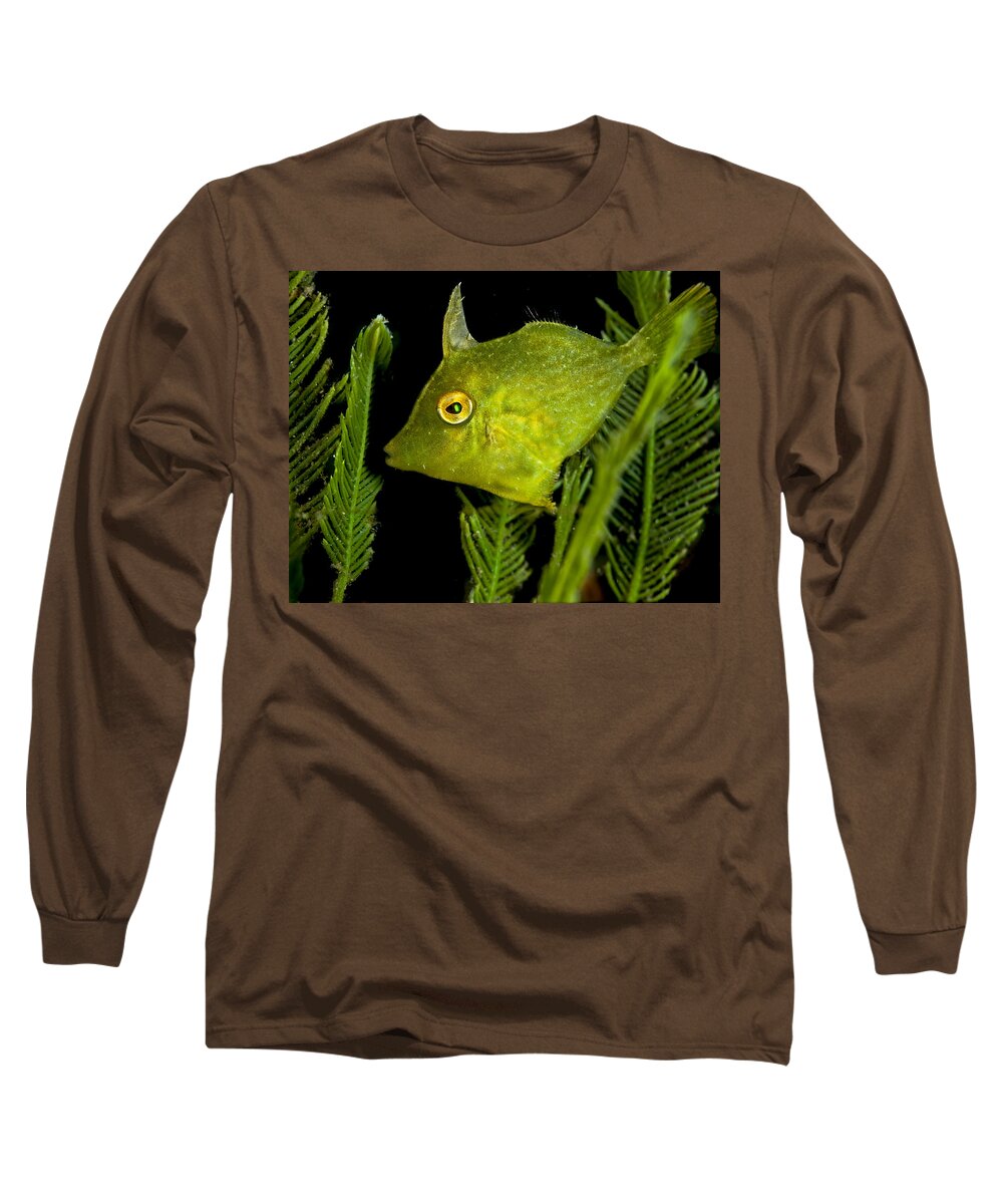 File Long Sleeve T-Shirt featuring the photograph Green Beauty by Sandra Edwards