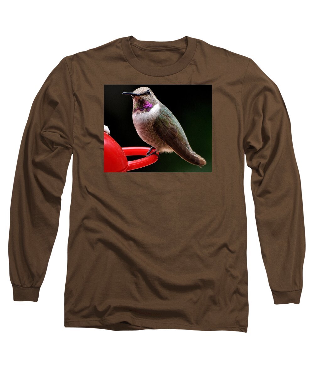 Hummingbird Long Sleeve T-Shirt featuring the photograph Pregnant Female Caliope With Purple Throat by Jay Milo