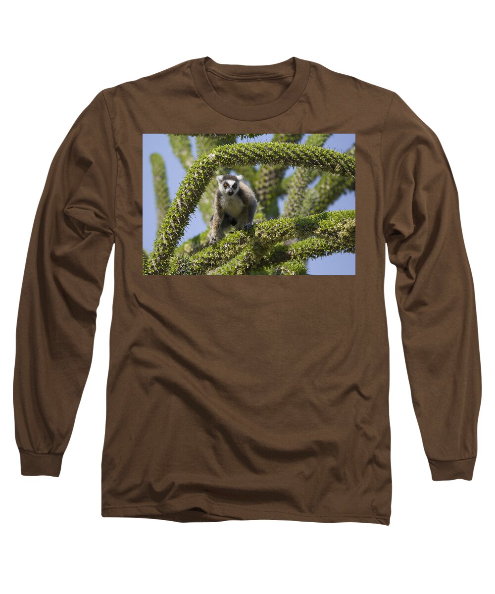 Feb0514 Long Sleeve T-Shirt featuring the photograph Ring-tailed Lemur In Octopus Tree by Suzi Eszterhas