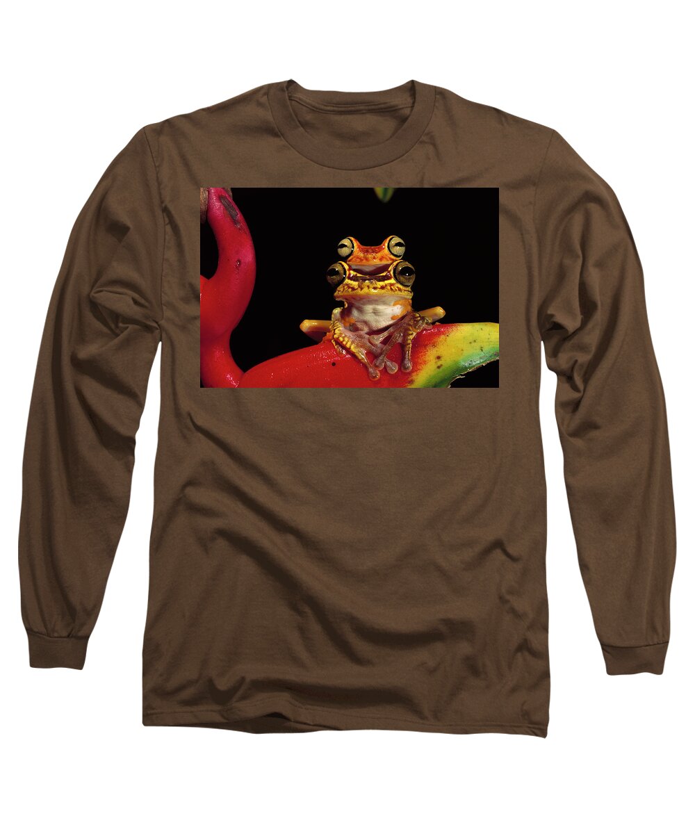 Mp Long Sleeve T-Shirt featuring the photograph Chachi Tree Frog Hyla Picturata Pair #2 by Pete Oxford