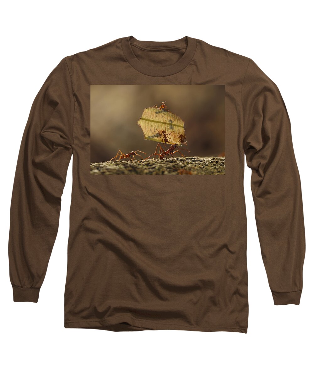 Mp Long Sleeve T-Shirt featuring the photograph Leafcutter Ant Atta Sp Group Carrying by Cyril Ruoso