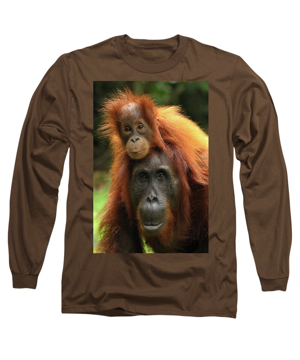 Mp Long Sleeve T-Shirt featuring the photograph Orangutan Pongo Pygmaeus Female by Thomas Marent
