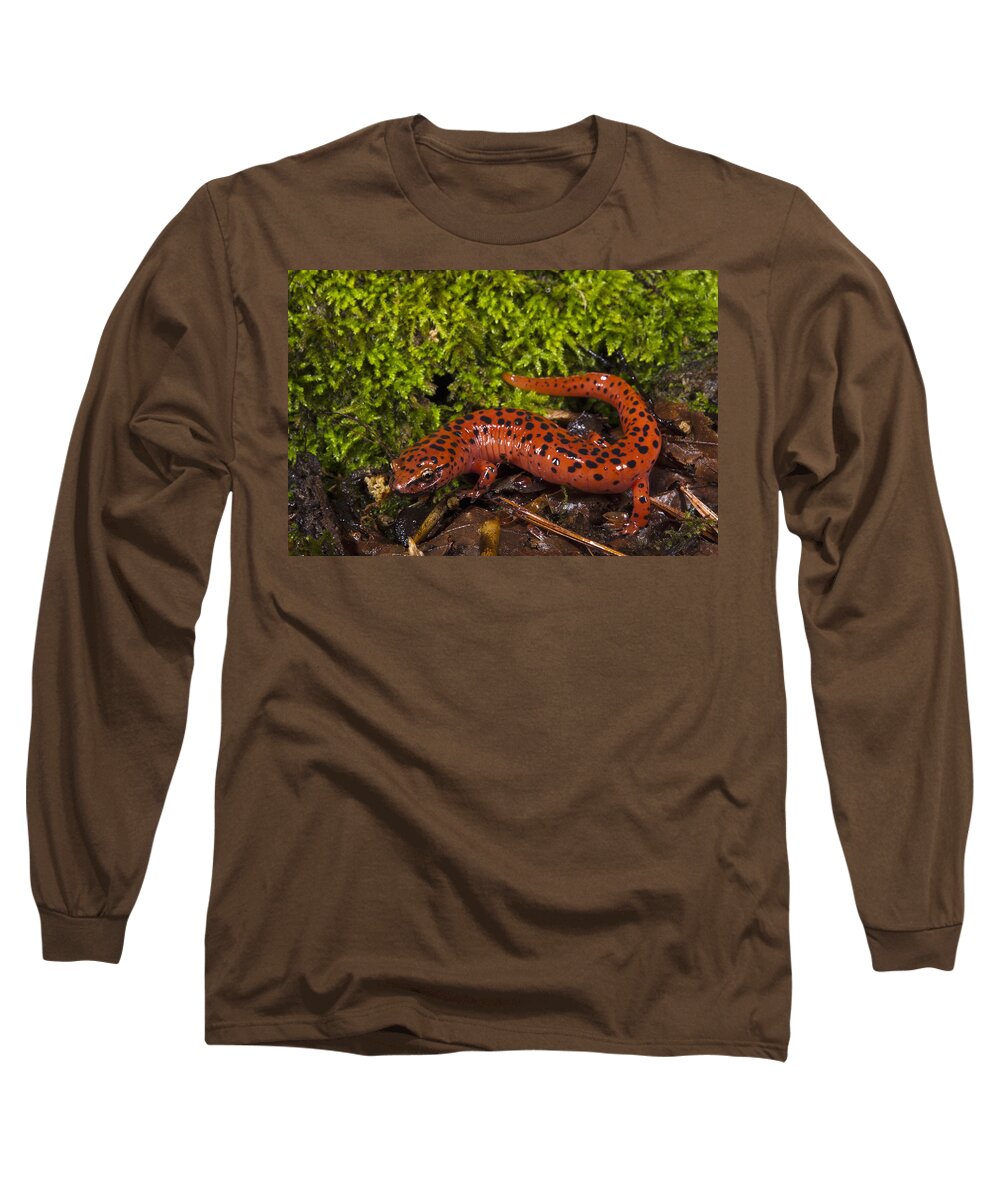 Mp Long Sleeve T-Shirt featuring the photograph Red Salamander Pseudotriton Ruber by Pete Oxford