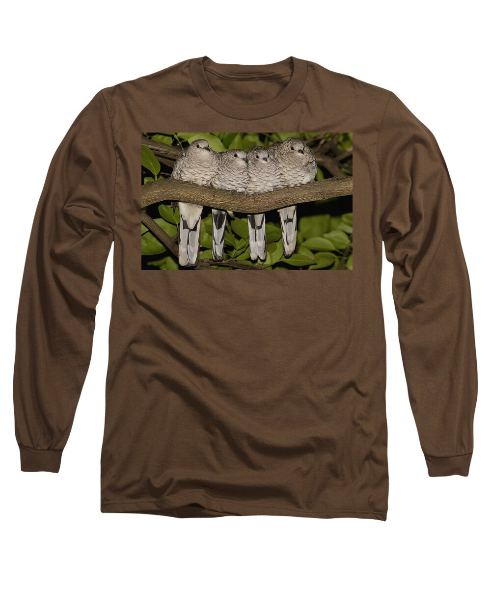 Mp Long Sleeve T-Shirt featuring the photograph Scaled Dove Columbina Squammata Four by Pete Oxford
