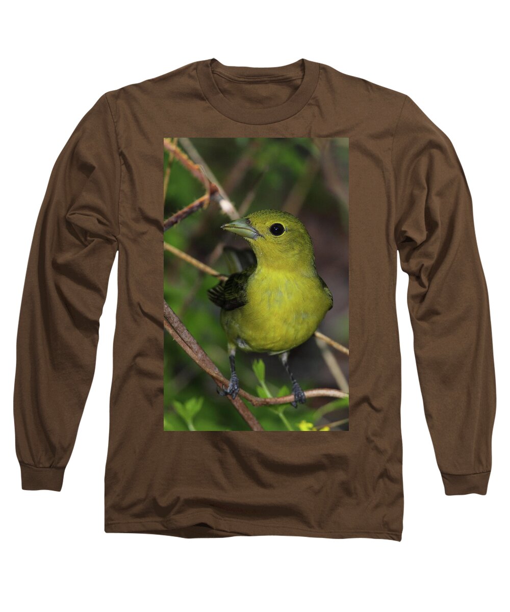 Tanager Long Sleeve T-Shirt featuring the photograph Scarlet Tanager Female by Bruce J Robinson