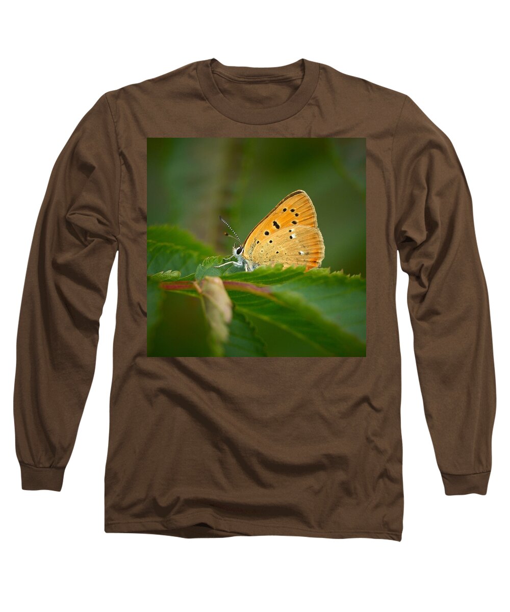 Lehtokukka Long Sleeve T-Shirt featuring the photograph Scarce copper #1 by Jouko Lehto