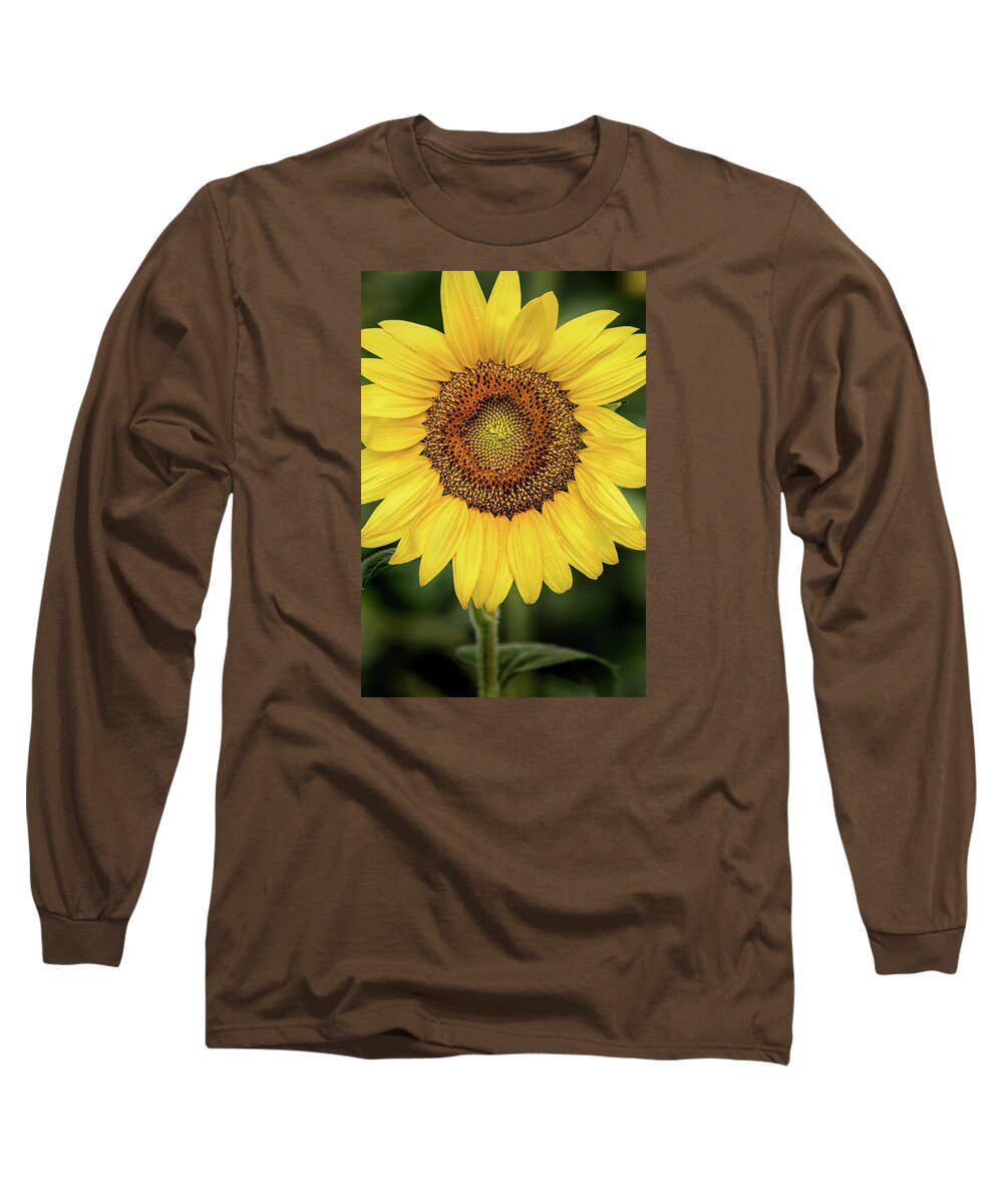 Sunflower Long Sleeve T-Shirt featuring the photograph Another Stunning Flower by Don Johnson