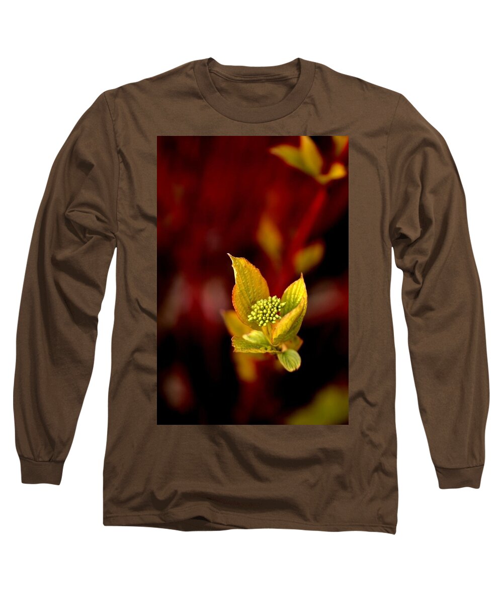 Cornus Flower Dogwood Spring Summer Flowering Long Sleeve T-Shirt featuring the photograph Cornus Flower by Ian Sanders