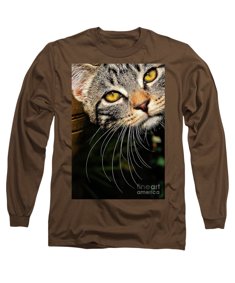 Kitten Long Sleeve T-Shirt featuring the photograph Curious Kitten by Meirion Matthias