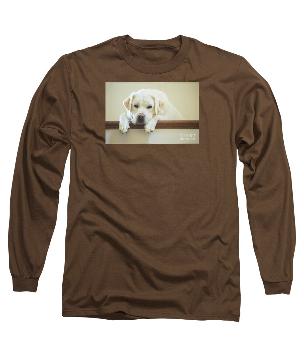 Dog Long Sleeve T-Shirt featuring the photograph Labrador Retriever on the Stairs by Diane Diederich