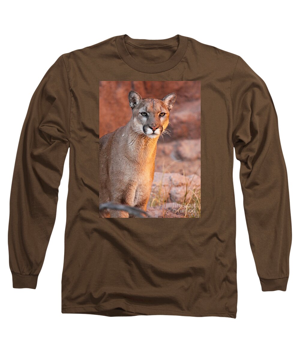 Arizona Long Sleeve T-Shirt featuring the photograph Puma At Sunset by Max Allen