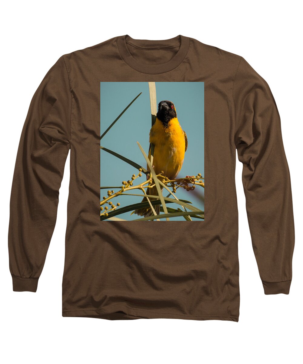 Bird Long Sleeve T-Shirt featuring the photograph Southern Masked Weaver by Claudio Maioli