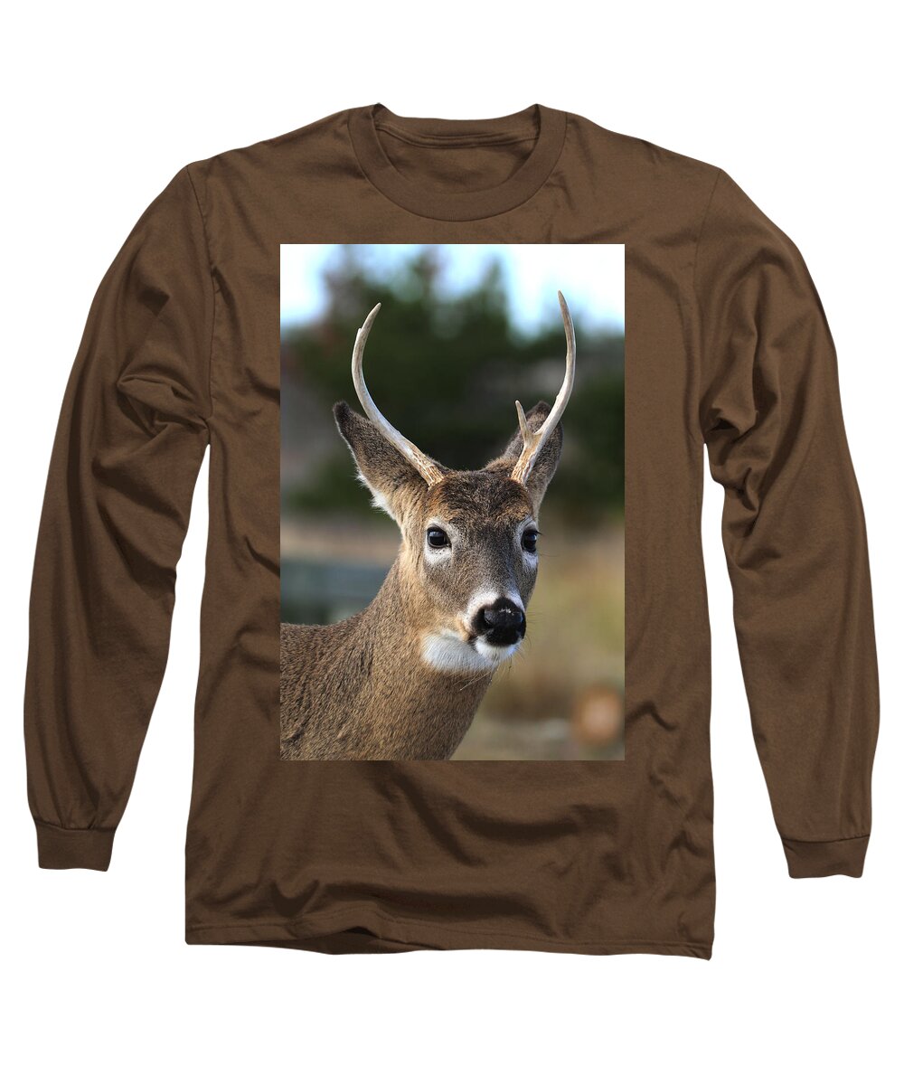 White Tail Deer Long Sleeve T-Shirt featuring the photograph White Tailed Deer Shirley New York by Bob Savage