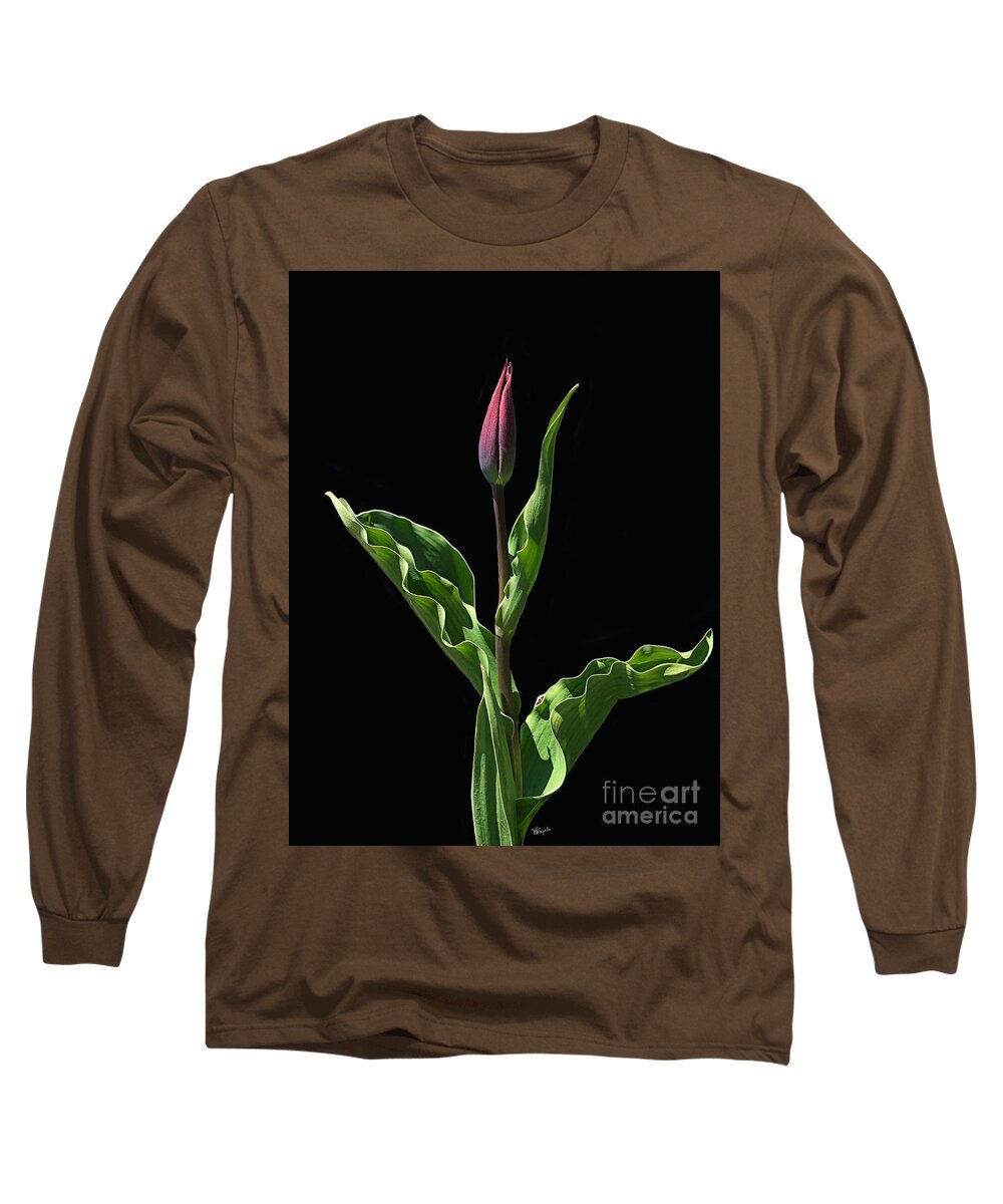 Tulip Long Sleeve T-Shirt featuring the photograph Soft Morning Light by Diana Rajala