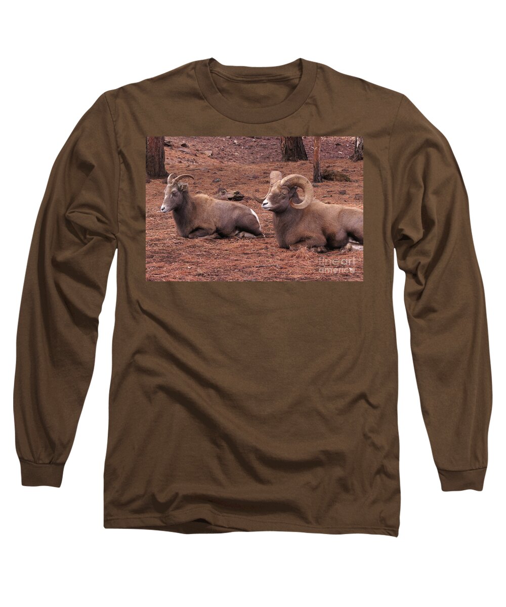 Nature Long Sleeve T-Shirt featuring the photograph Double Big Horn Sheep by Mary Mikawoz