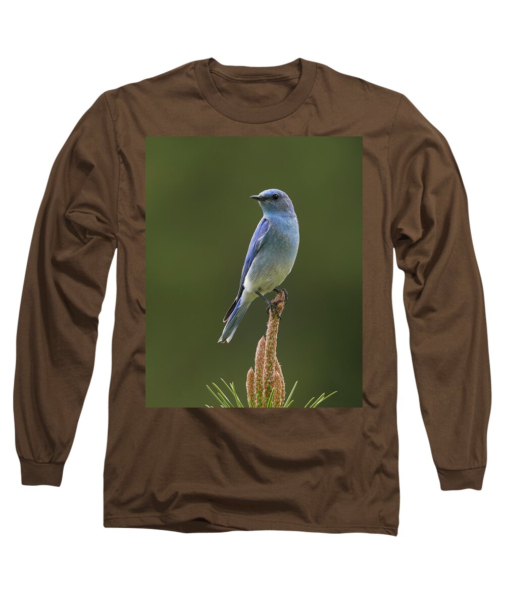 Birds Long Sleeve T-Shirt featuring the photograph Mountain Bluebird, Sierra County California by Doug Herr