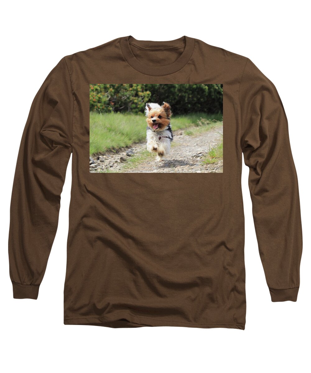 Biewer Yorkshire Terrier Long Sleeve T-Shirt featuring the photograph Biewer Terrier in run position with tongue out by Vaclav Sonnek