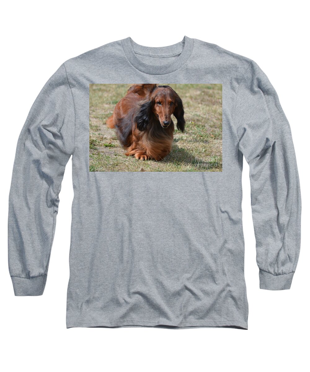 Daschund Long Sleeve T-Shirt featuring the photograph Adorable Long Haired Daschund Dog by DejaVu Designs