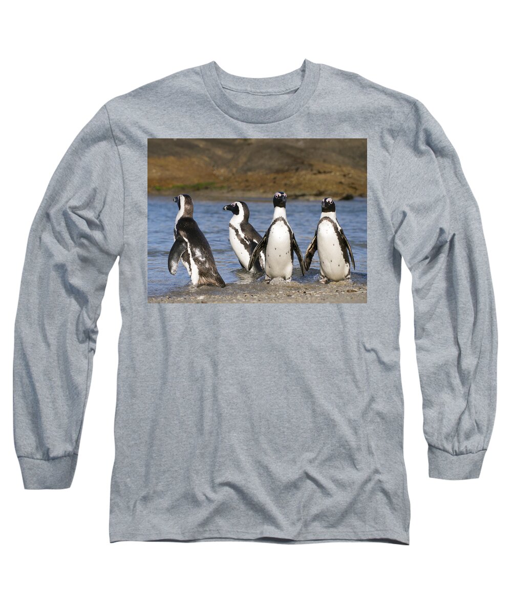 Nis Long Sleeve T-Shirt featuring the photograph Black-footed Penguins On Beach Cape by Alexander Koenders
