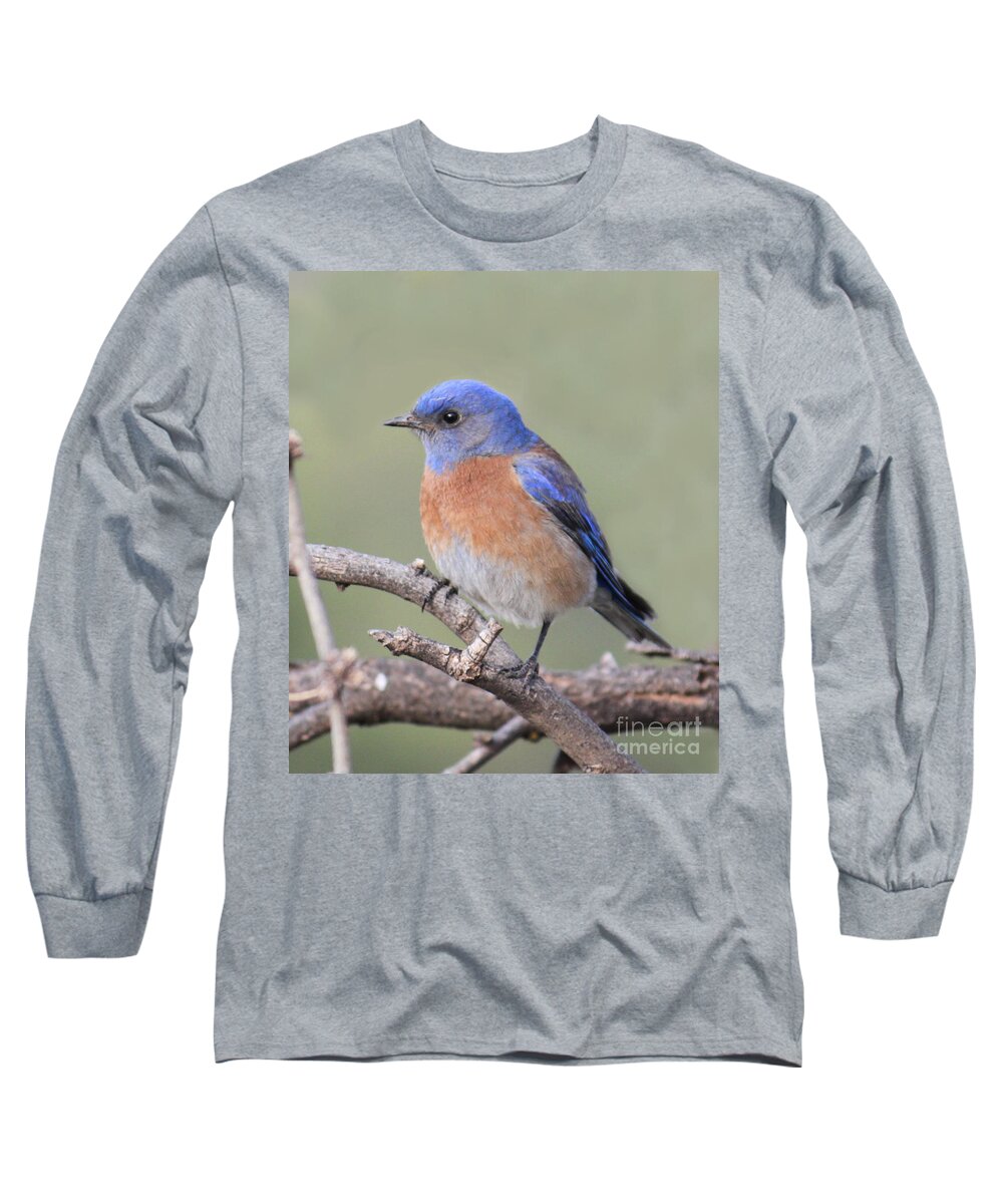 Blue Bird Long Sleeve T-Shirt featuring the photograph Blue Bird at Sedona by Debbie Hart