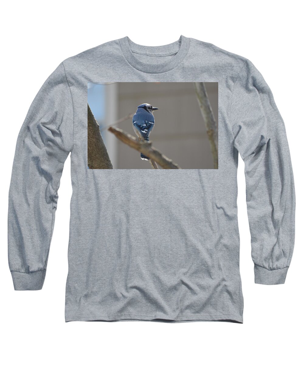 Blue Jay Long Sleeve T-Shirt featuring the photograph Blue Jay by James Petersen