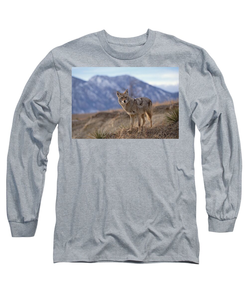 Feb0514 Long Sleeve T-Shirt featuring the photograph Coyote On Ridge Line Colorado by Konrad Wothe
