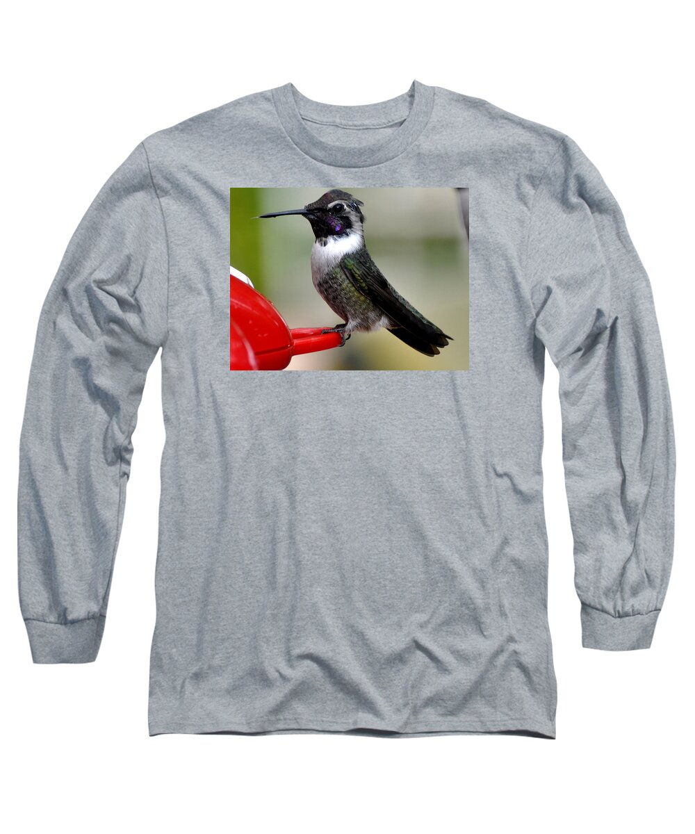 Hummmingbird Long Sleeve T-Shirt featuring the photograph Male Anna On Feeder Perch Posing by Jay Milo