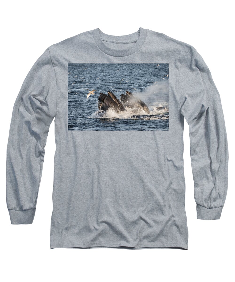Feb0514 Long Sleeve T-Shirt featuring the photograph Humpback Whales Feeding With Gulls by Flip Nicklin