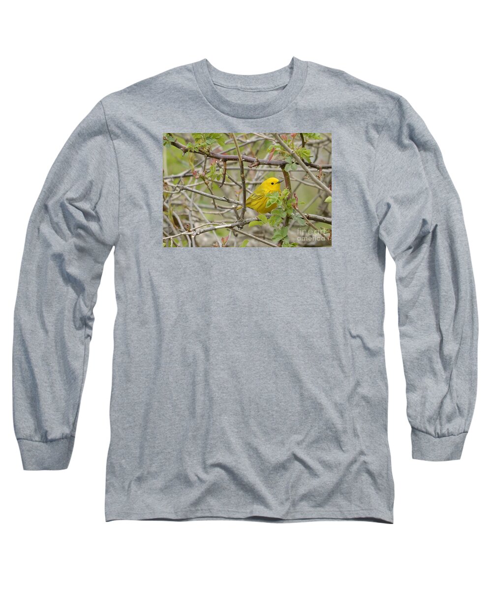 Birds Long Sleeve T-Shirt featuring the photograph Just Brightening Your Day by Randy Bodkins