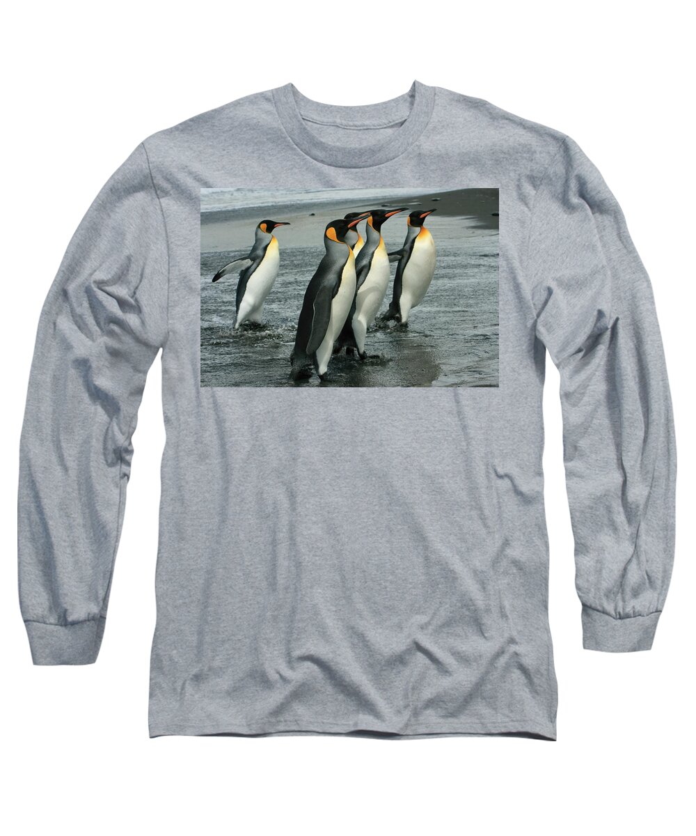 King Penguins Coming Ashore Long Sleeve T-Shirt featuring the photograph King Penguins Coming Ashore by Amanda Stadther