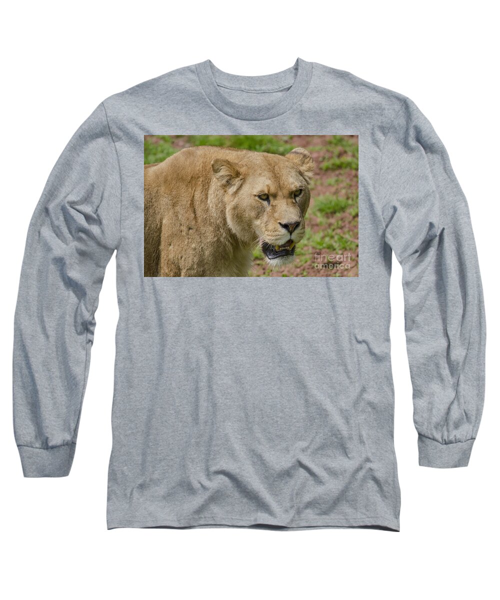 Lion Long Sleeve T-Shirt featuring the photograph Lioness by Steev Stamford
